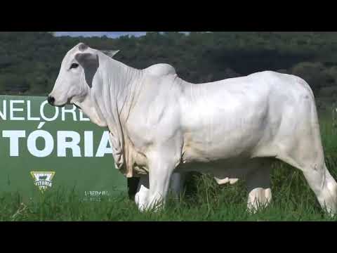 CAMILLE FIV DA FAZ.VITORIA