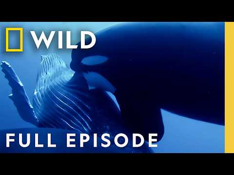 Ocean Battle: Humpback Whale vs. Orcas (Full Episode) | OceanXplorers | Nat Geo Animals