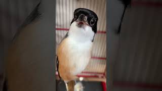 Download lagu CENDET ISIAN TENGKEK BUTO SADIS mp3 Download lagu CENDET ISIAN TENGKEK BUTO SADIS mp3