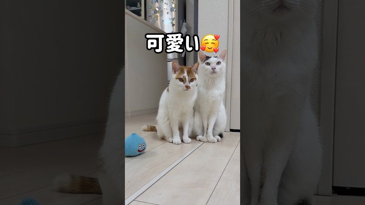 ママの近くが好きな男子チームが可愛すぎる！ #shorts