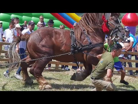 Cai de tracțiune locul 3 la simplu Sebi de la Medieșu Aurit la Ceanu Mare-Cluj 15 Iulie 2023