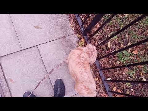 Vernee MIX 2 Camera Test Outside With Dogs 16:9 1080p - Better