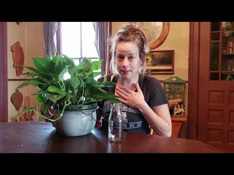 Hydrospike | Houseplant Watering Hack