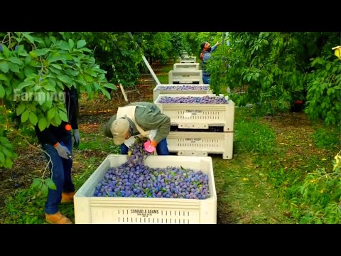 Picking Billions Of Plums In California   Prunes Production Process