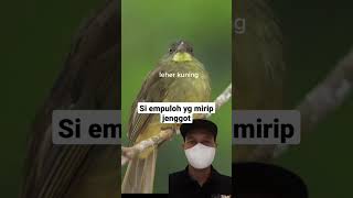 Download lagu Burung empuloh leher kuning di alam liar #shorts #burung mp3 Download lagu Burung empuloh leher kuning di alam liar #shorts #burung mp3