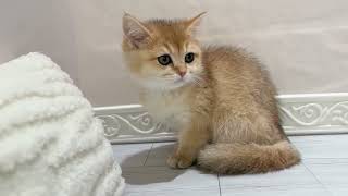 ブリティッシュショートヘアの動画01