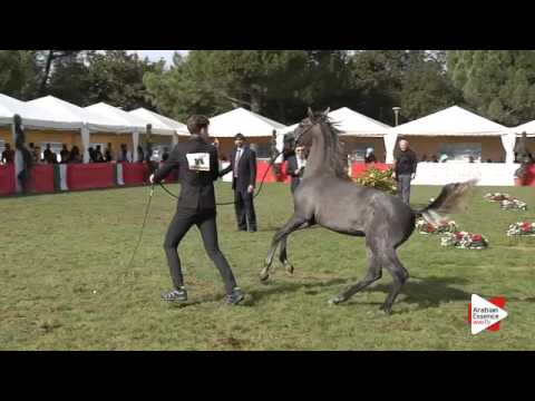 N.114 LB AURORA - Arezzo 2015 - Futurity Fillies (Class 13)