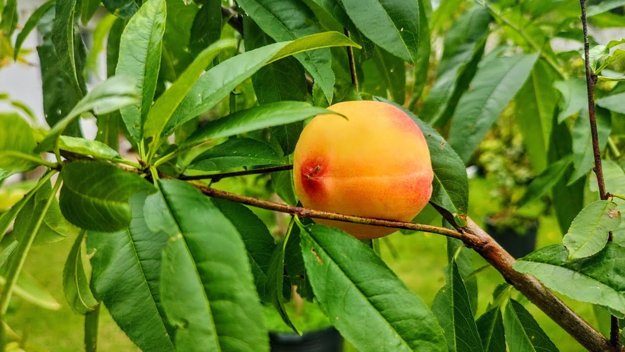 NÃO PLANTE PÊSSEGO ANTES DE ASSISTIR ESSE VÍDEO.