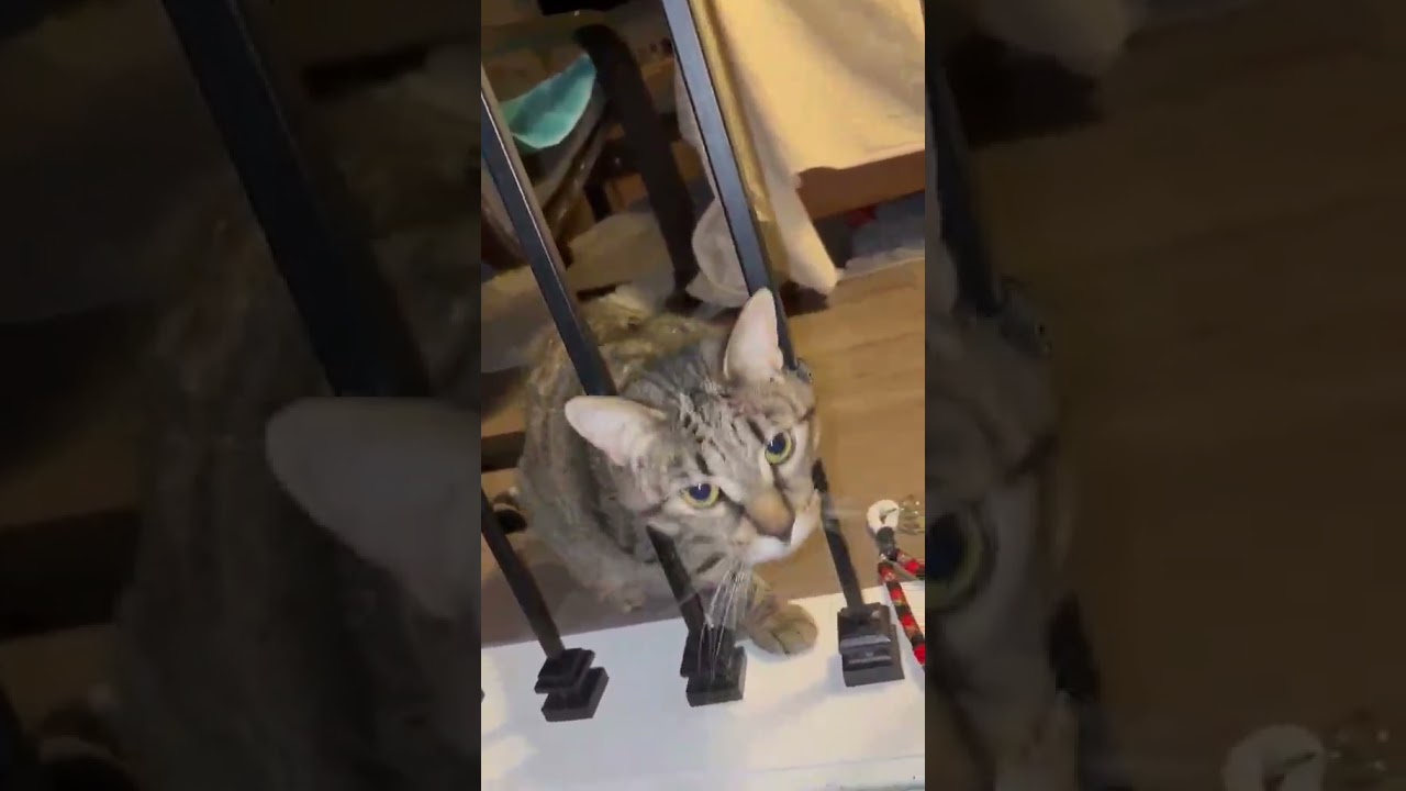 Enlarge Poppy, a ADOPTABLE Domestic Short Hair in Brantford, ON video 6/6