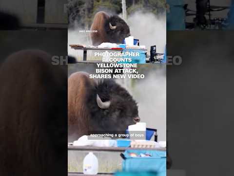 Photographer recounts Yellowstone bison attack, shares new video