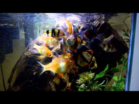 tiger barbs feeding frenzy!