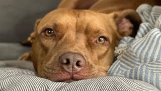 I adopted pitbull no one else wanted. Here's how that went.