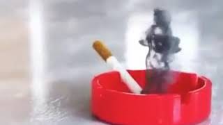 Download lagu Story wa|| asap rokok goyang santuy mp3