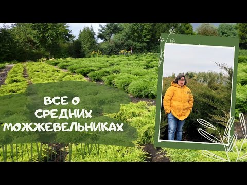 Все о средних можжевельниках.