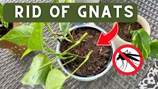 How to Get Rid of Gnats in Houseplant Soil