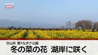 【アミンチュニュース】冬の菜の花　湖岸に咲く（守山市　第1なぎさ公園）