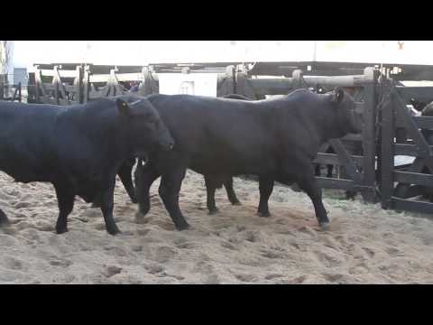 BRANGUS "NACIONAL" - EXCELENTES VENTAS