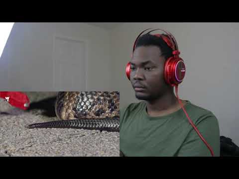 Massive cottonmouth snake