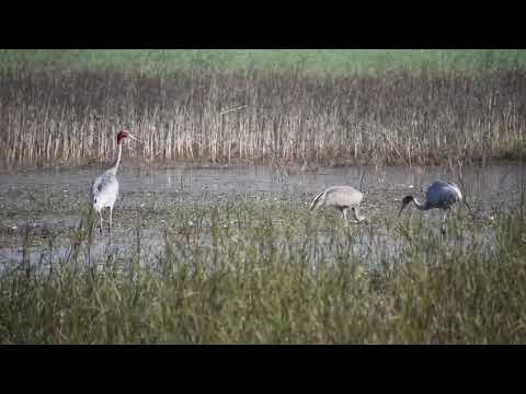 Sarus Crane @ Dahod