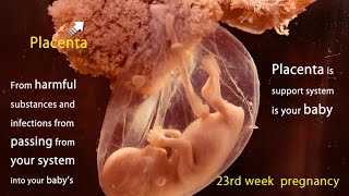 23 Weeks Pregnant: Watch the Movements of Your Baby