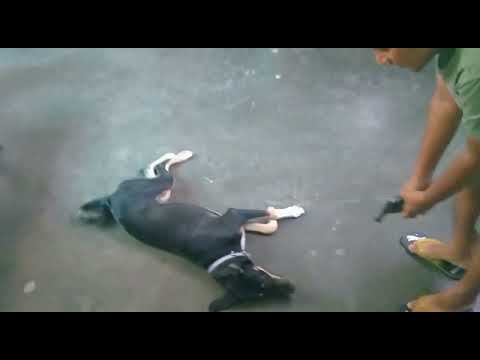 Dog pretending to die after being shoot by toy gun|| dog acting skills|| Snoofy|| #youtubeshorts