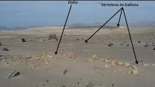 preview picture of video 'Rally Dakar: Destrucción de Fósil de Ballena / Whale Fossil Destroyed [IGEO.TV]'