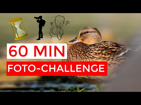 Ein gutes Vogelfoto in einer Stunde!?? | Foto-Challenge mit @FabianFoppNaturfotografie