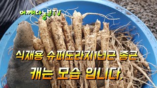 슈퍼도라지종근 1년생 캐는 모습