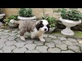 Saint Bernard puppy for sale