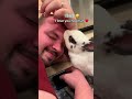 Bunny Language: What does it mean? ♥️🐰 #cutebunny #rabbit #bunny #cutepet #petbunny