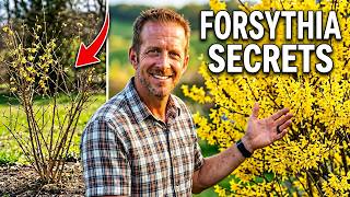 Forsythia Care : Planting, Pruning, & Growing Tips!