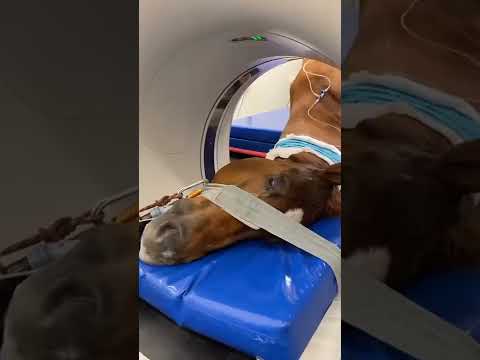 Horse check machine - Smart horse show(720P_HD)