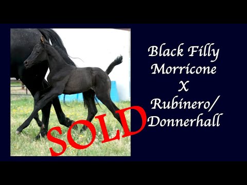 2022 Black filly (Morricone X Rubinero)