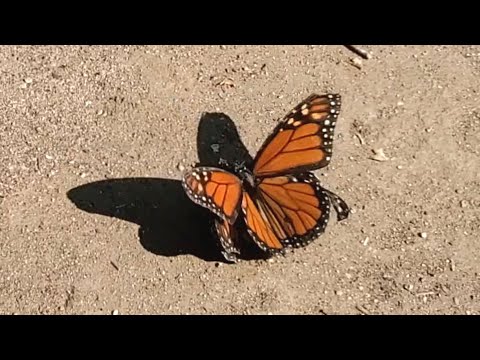 Monarch Butterfly Mating Process and Breeding