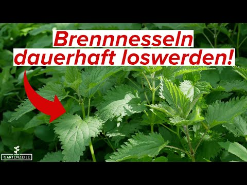 Brennnesseln für immer loswerden? So bekämpfst du Brennnesseln richtig!