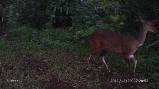 preview picture of video 'Trailcam: Bushbuck doe and fawn - Mtwazi Lodge, Hluhluwe Game Reserve, South Africa'