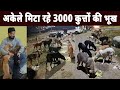 Noida Ka Yeh Yuva Rozana Bharta Hai 3000 Stray Dogs Ka Pet Inspirational And Helpful Humans
