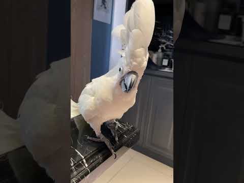 做錯事就想去睡覺的啵啵 Bobo wants to escape by sleeping when it does something wrong #cacatuaalba #funnyparrot