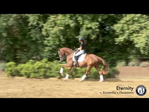 Eternity - Stute - 2019 geboren (Escamillo x Florestano)