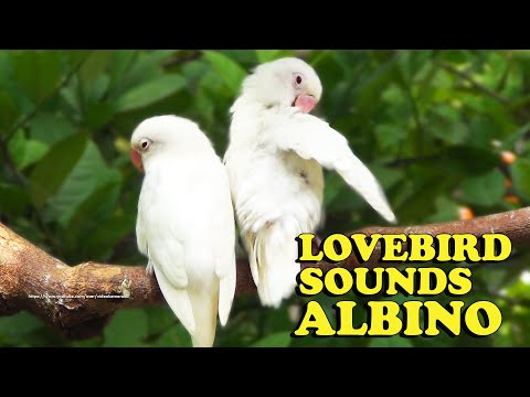 Lovebird Chirping Sounds - Red-Eyed Albino Siblings