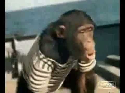 Sumatran tiger Owns Male African Lion Twice.