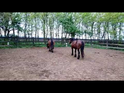 Armăsari de 2 ani 0744782178- Herghelia Fitero