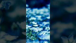 ☘️☕【オリジナル曲】　『青よ、走れ』　／ギター弾き語り✨　 #オリジナル曲弾き語り #歌ってみた #ギター