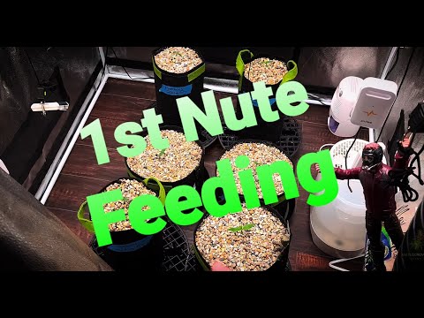 How I start my 1st Maxibloom feed, general hydroponics. The only nutrient from start to flush I use.