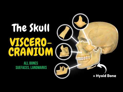 Skull Bones: Viscerocranium (Facial Skeleton + Hyoid Bone)