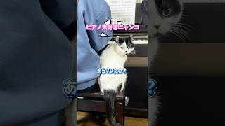 it's a cat.猫です！猫も奏でたいんです。#animals #shortvideo #保護猫 #ねこのいる生活 #猫のいる暮らし #music #ピアノ