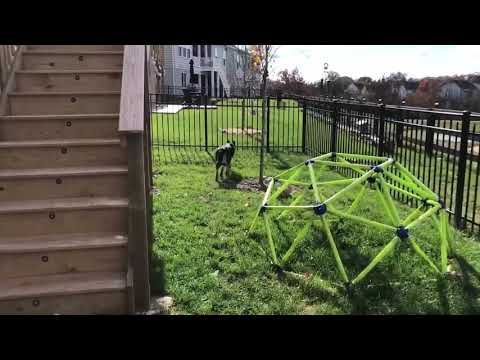 Video of adoptable pet named Gisela 0721