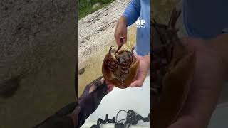 Pescador registra encontro com 'fóssseis vivos' durante pescaria na Flórida (EUA) #Shorts