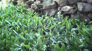 Lily of the Valley - Convallaria majalis | Flowering Groundcover for Shade