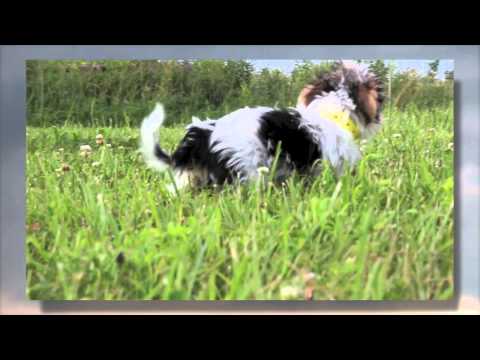 TOY & PARTI MORKIE/MALTESE CROSS PUPPIES | Hank-Maggie-Hunter-Jasmine